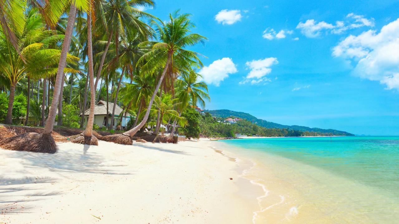Samui Blue Bird *
